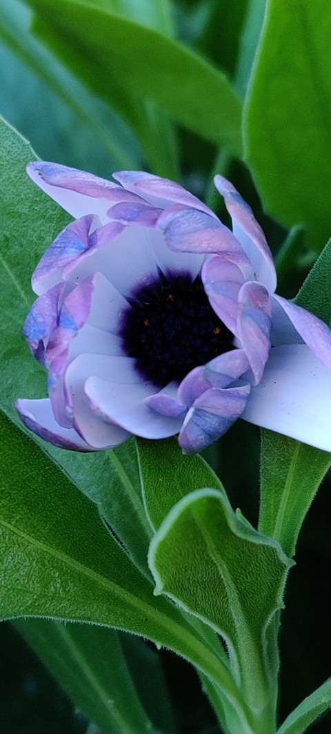 White and blue daisy