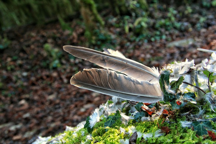 Plume