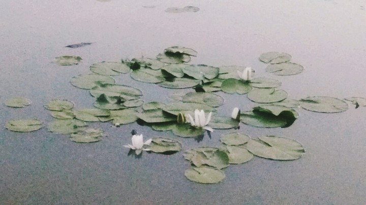 ..like my favorite Claude Monet :3