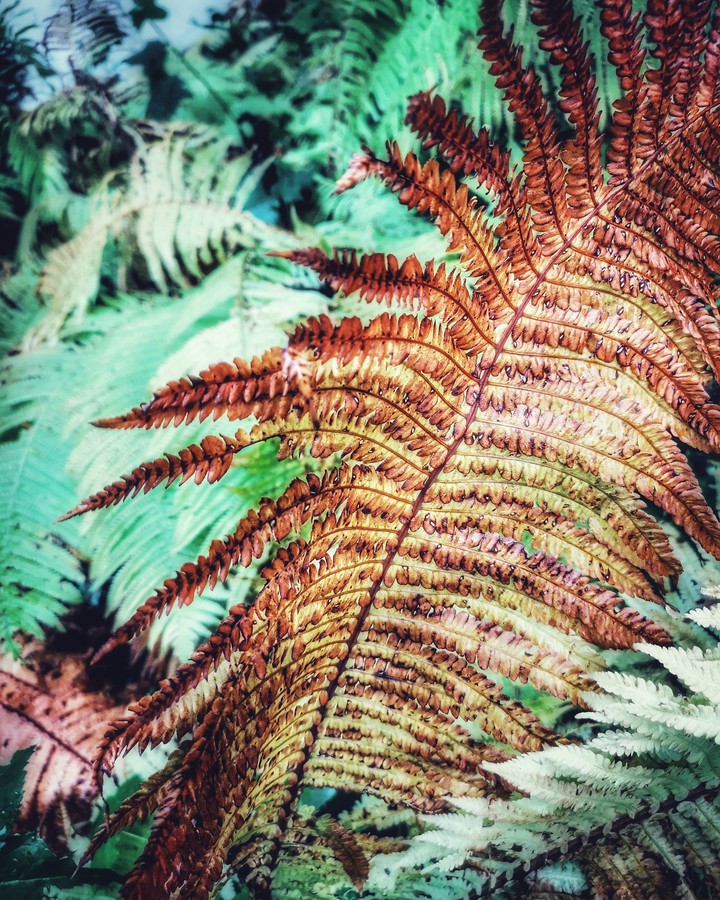 fern