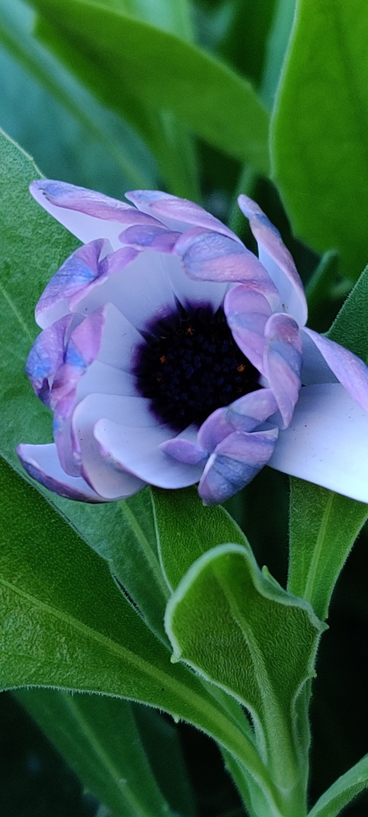 White and blue daisy