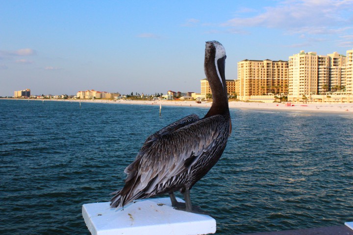 Clearwater Pelican