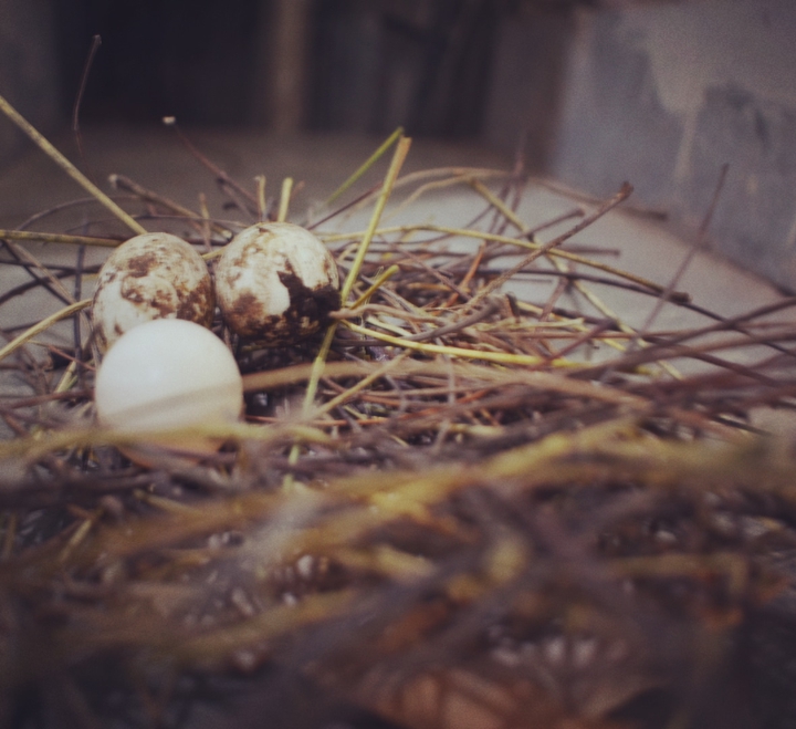 nest