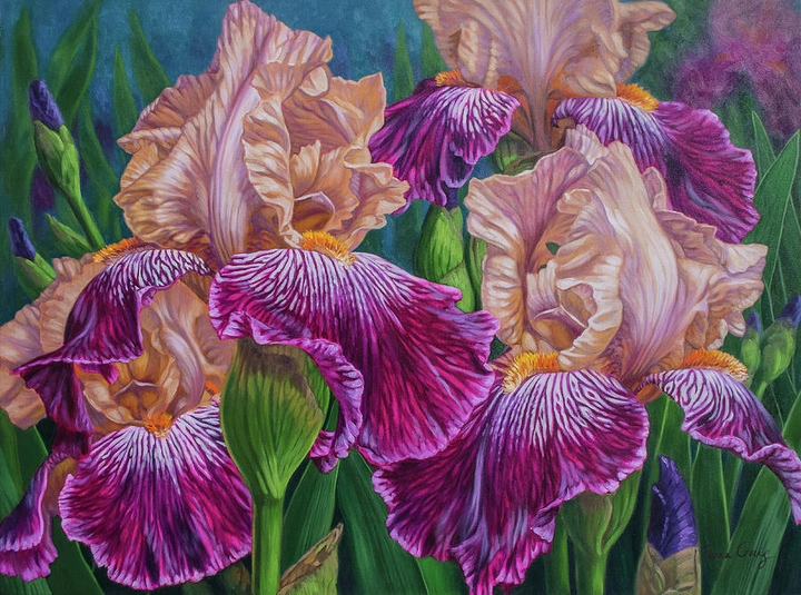 Iris
