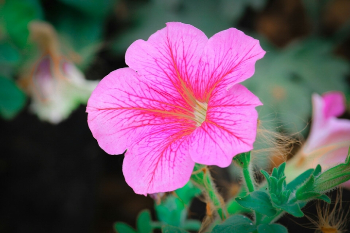 Pink Flower