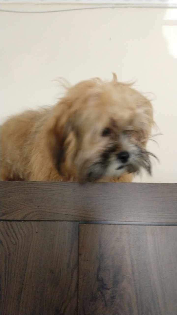 Dog