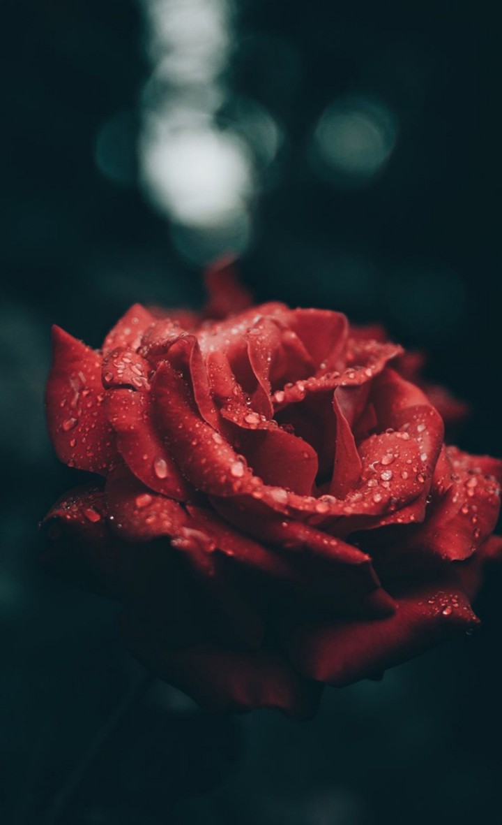 rose?
