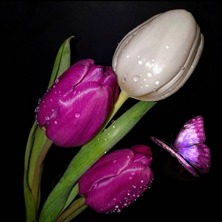 tulips