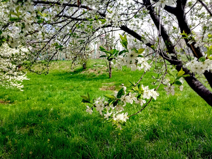 Cherry blossom