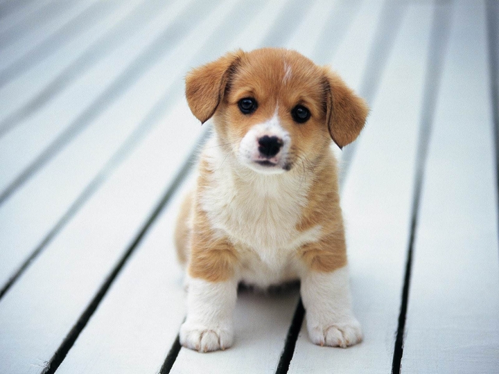 Cute Dog