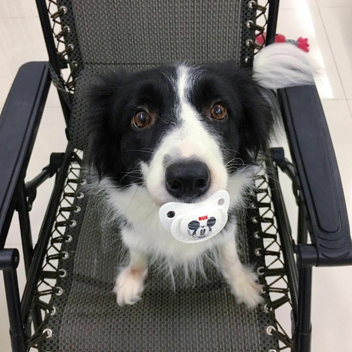 If It's Not A Broder Collie It's Just A Dog
