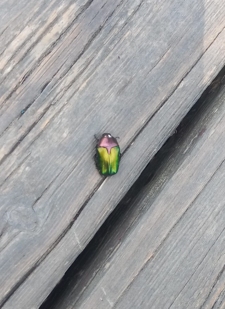 Beetle on wood