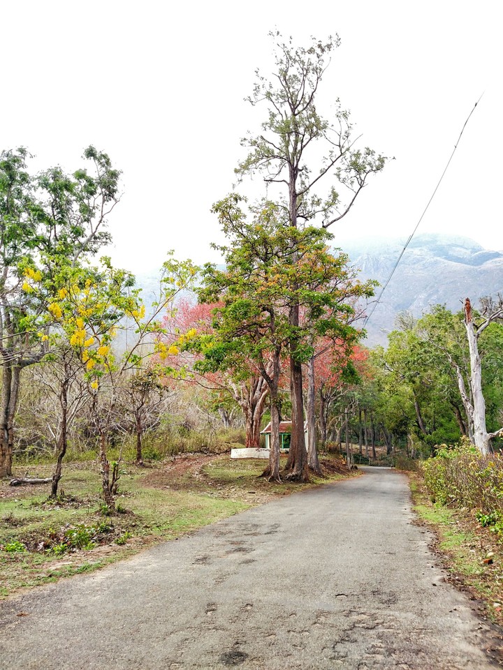 Beautiful Nature