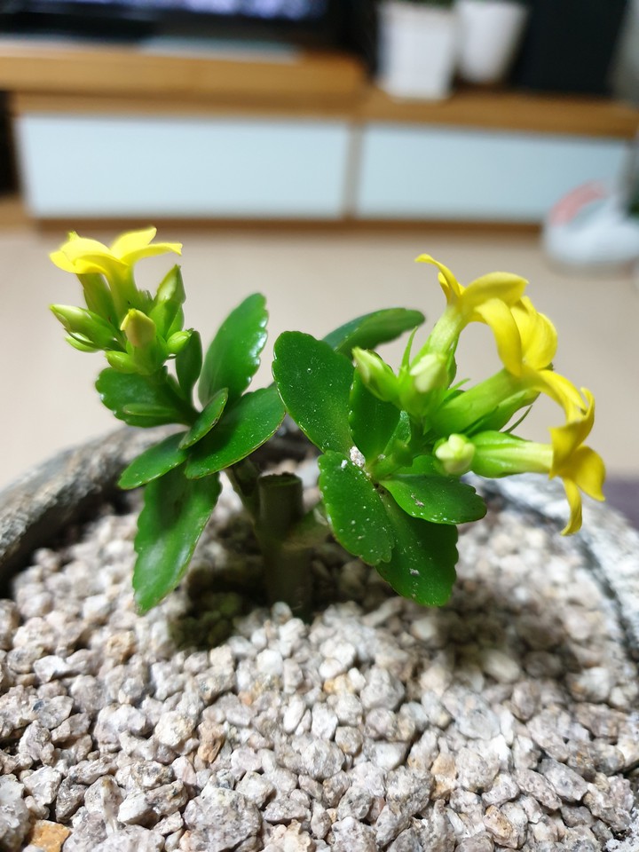 노란꽃
