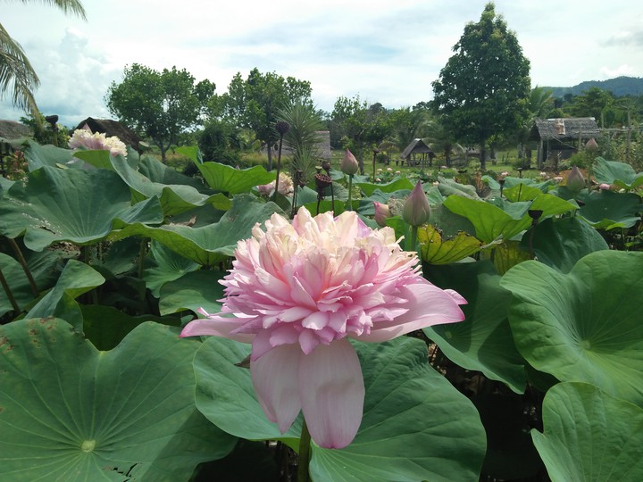 Lotus