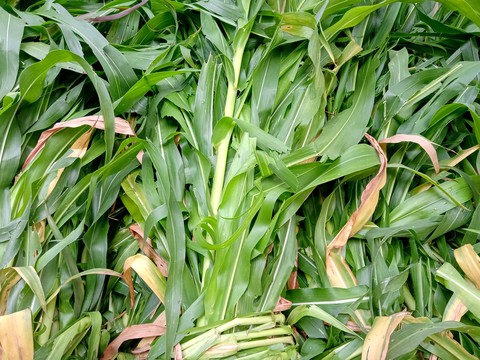 grass