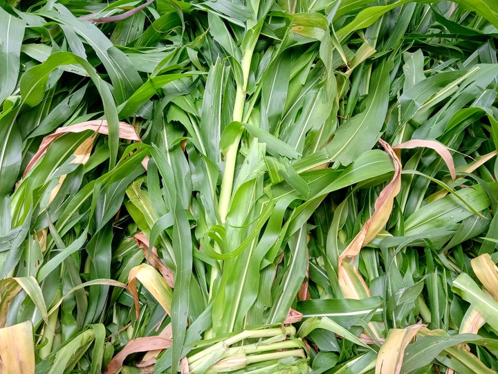 grass