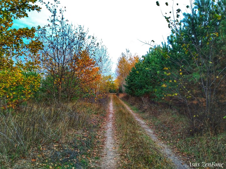 лес