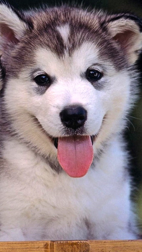 Malamute, Alaska