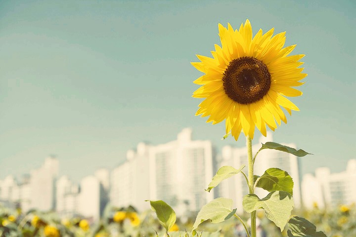 Beautiful sunflower! !!!!❤