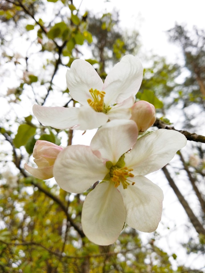 Apple tree