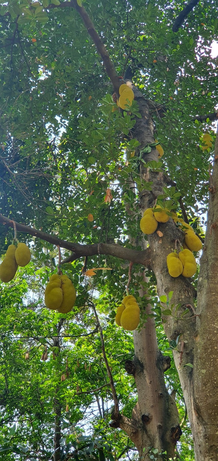jackfruit