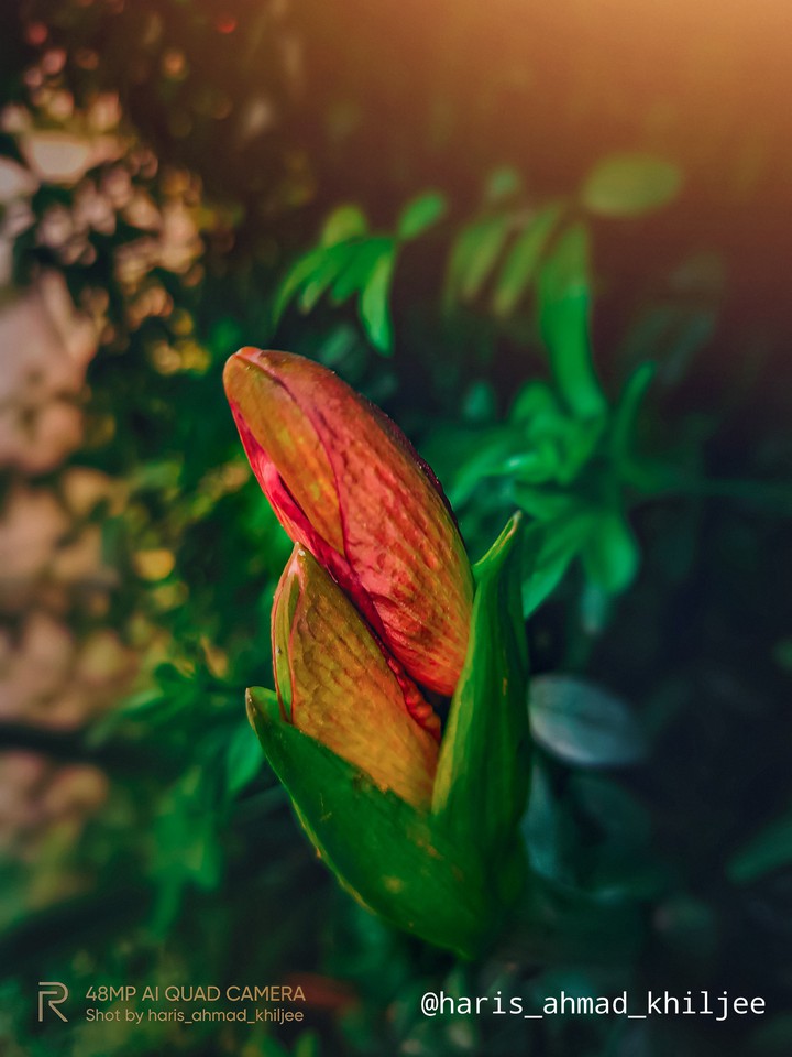 Enthesis of Flower