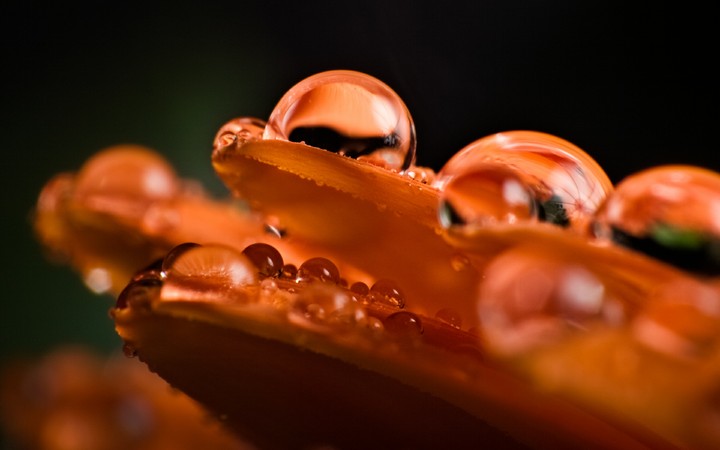 dew drops on orange colored petal