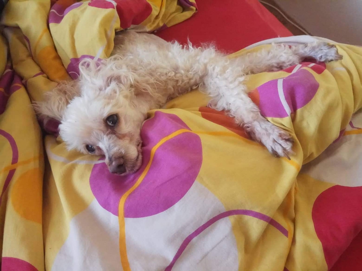 dog