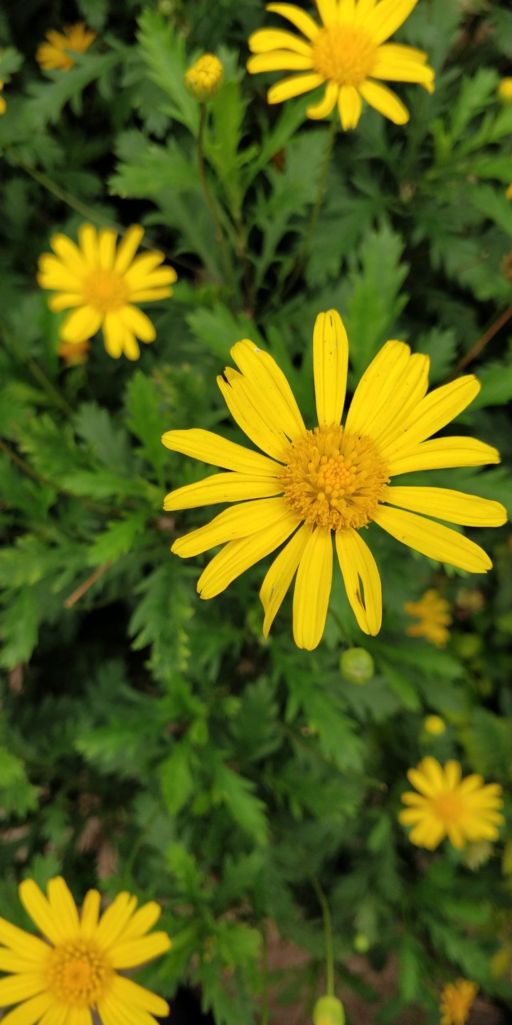 flowers