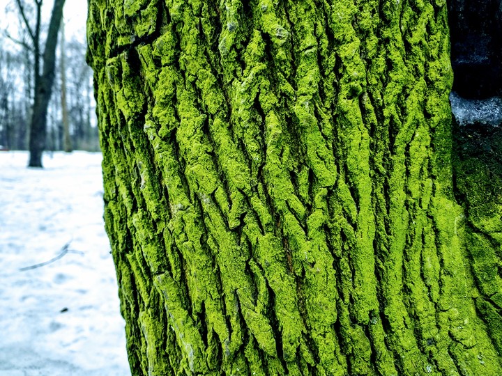 Spring doesn't come.