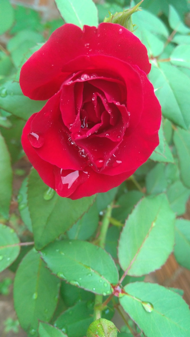 Drops