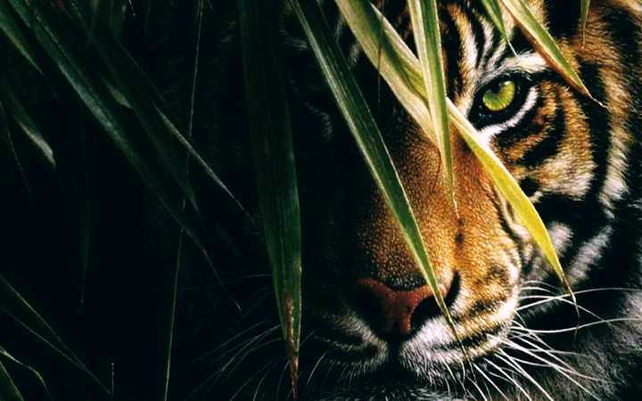 Tiger ..