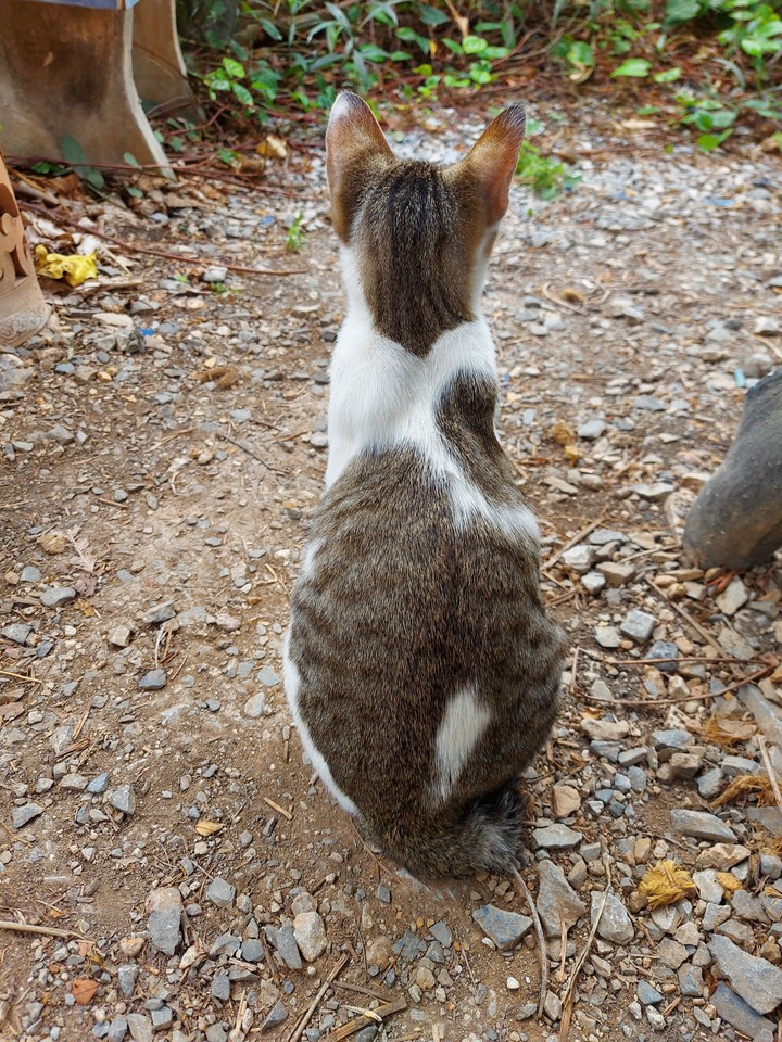 Behind the cat