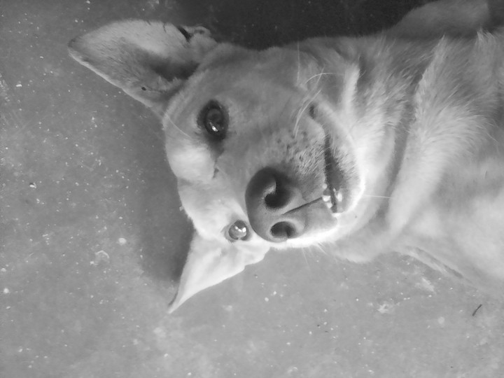 smiling doggie
