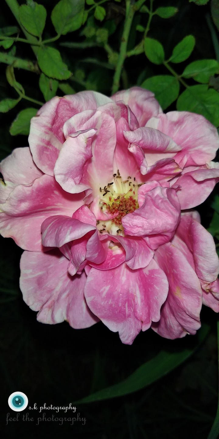 sweety rose