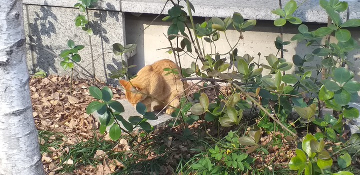cat