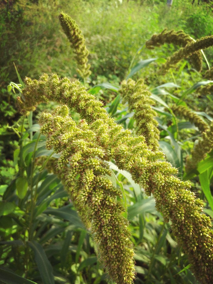 green plant
