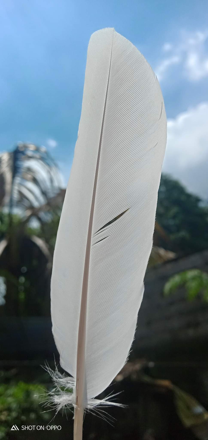 feather