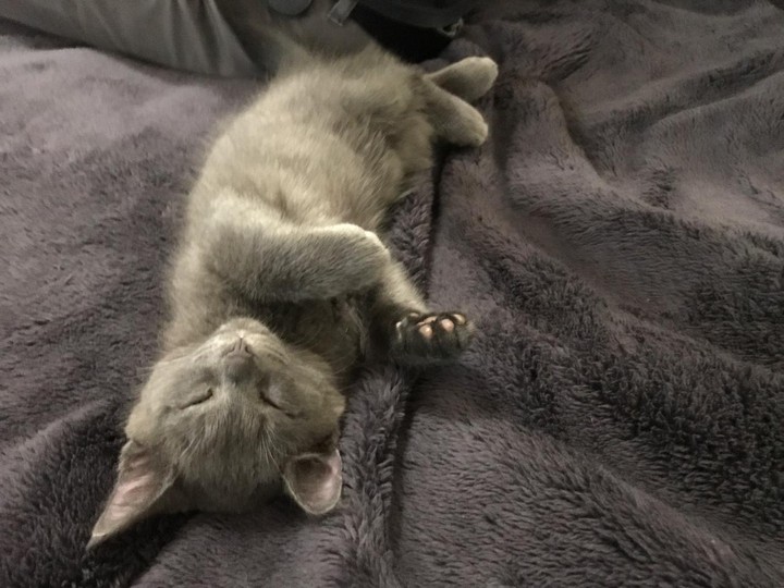 котик
