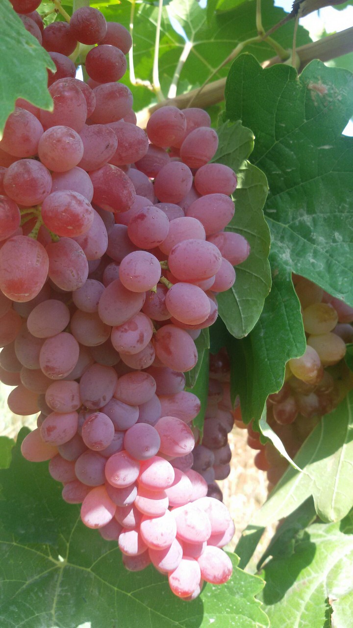 باغ انگور ارومیه