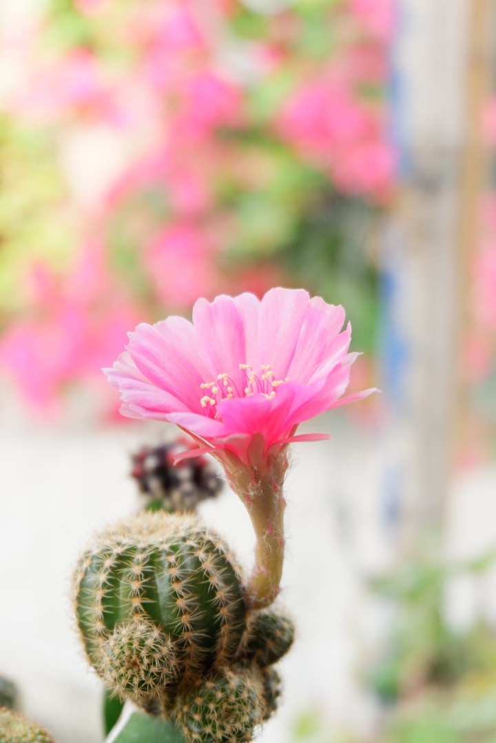 lobivia pink flowers