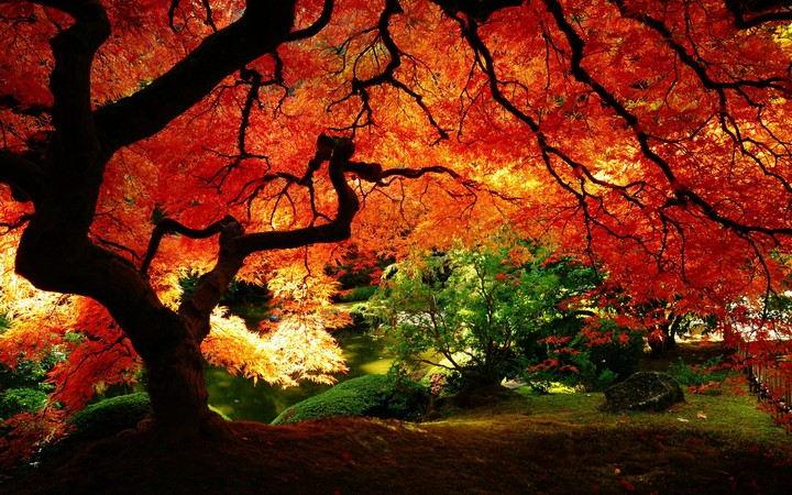 maple tree