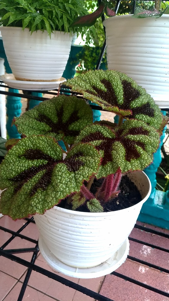 begonia