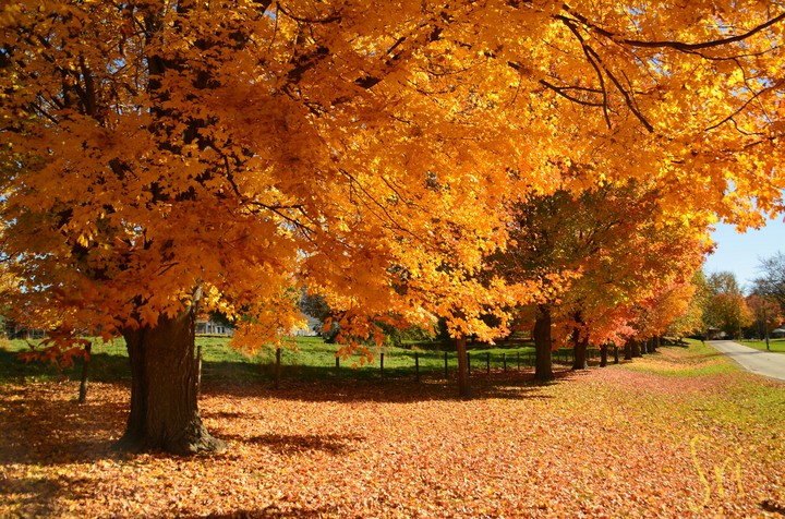 Fall Colors