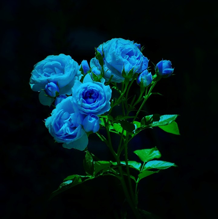 Roses