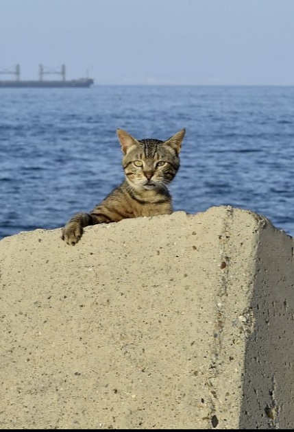 Cats Day