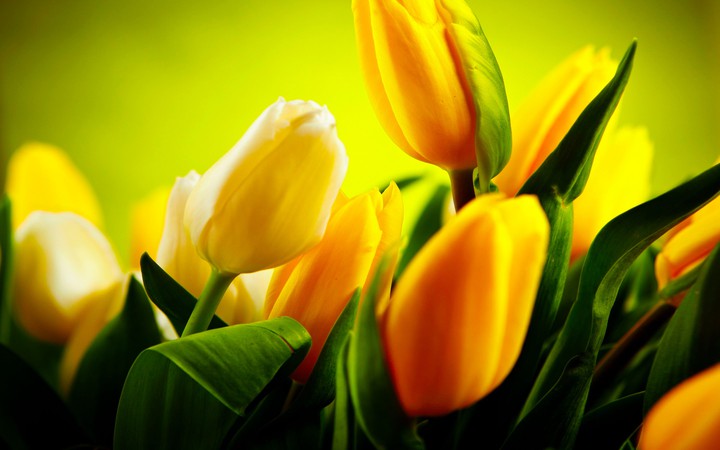 Tulip..