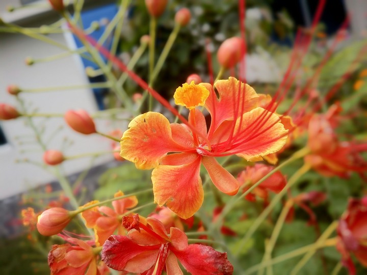#CPSCL's flower...
