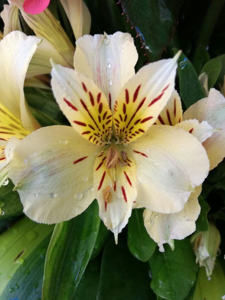 rare flower